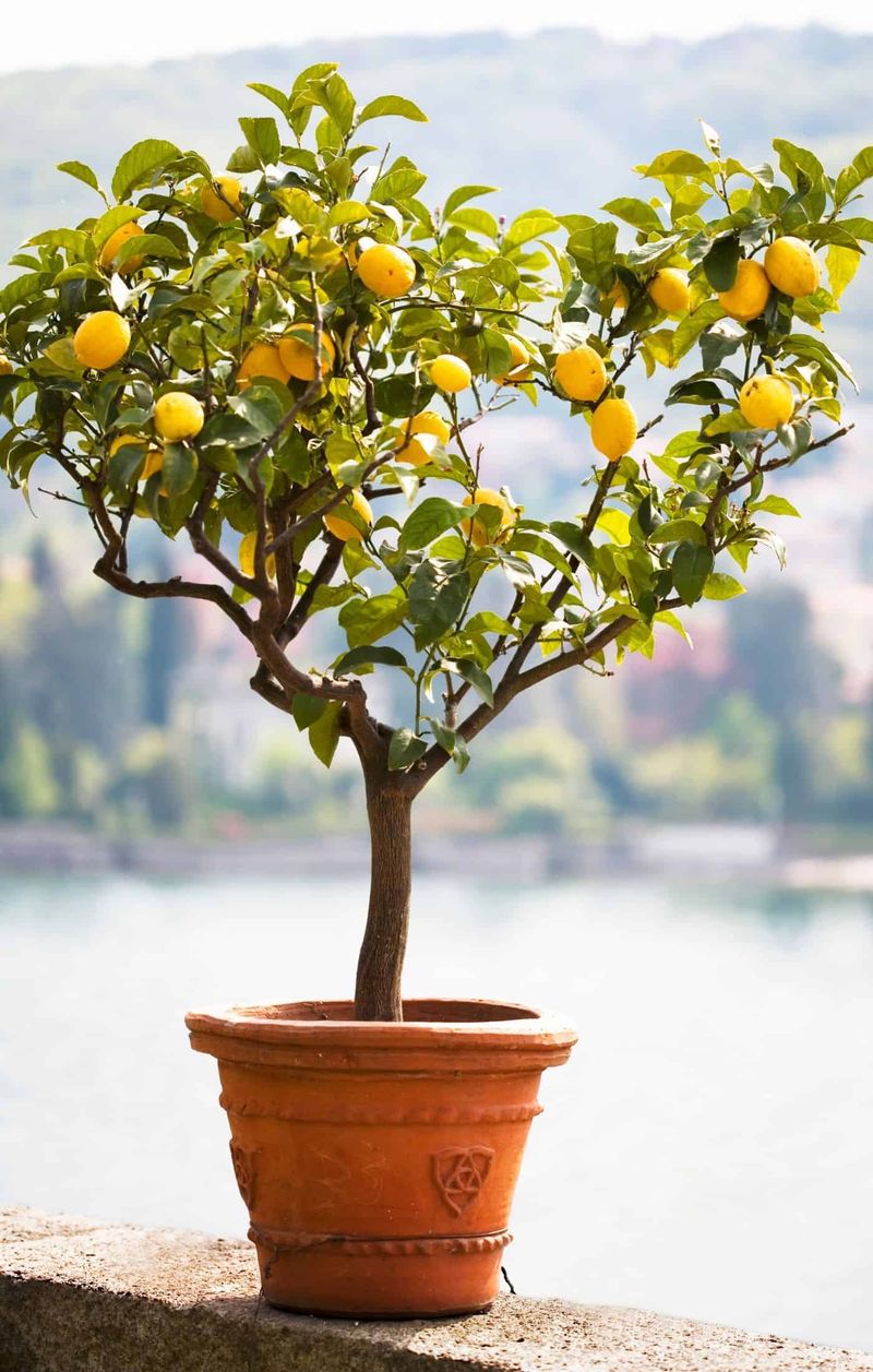Feed Your Tree Often With The Right Nutrients