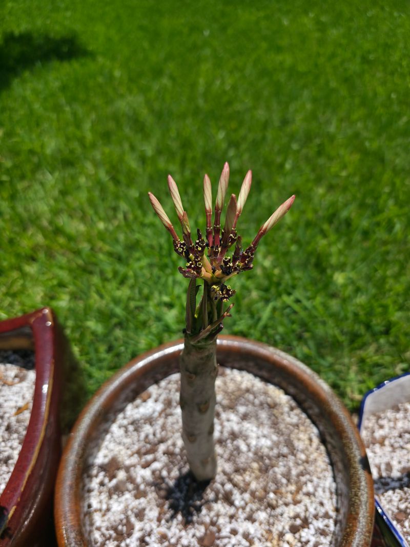 Feed Growth Without Chasing Leaves