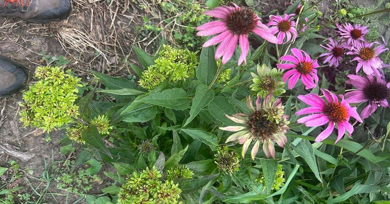 Rule Out Flopping, Cultivar Differences, And Disease