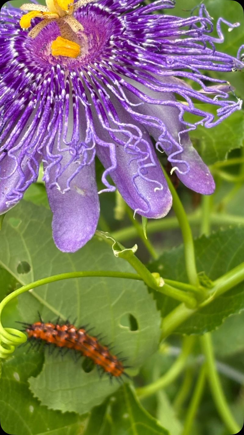 Let Healthy Caterpillars Eat The Leaves