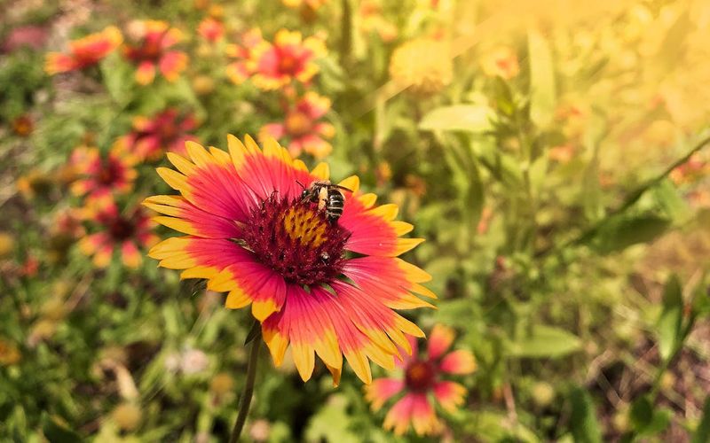 Let Flowers Mature Before You Mow