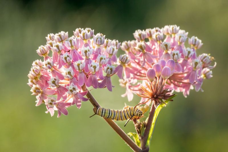 Swamp Milkweed Provides Nymph Habitat And Nectar