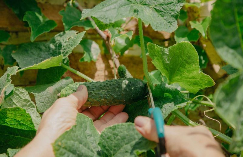 Harvest Often And Remove Over-Mature Fruit