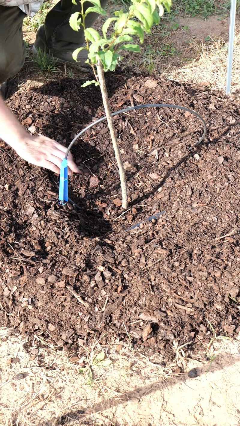 Use Mulch Differently Around In-Ground Trees and Containers