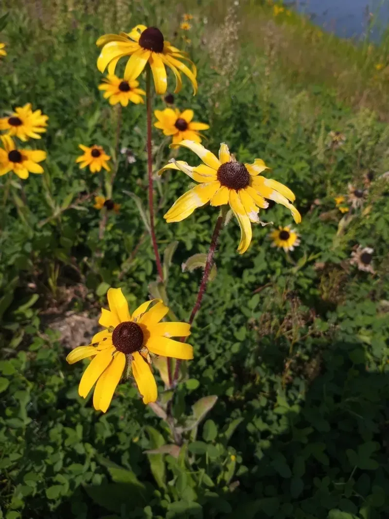 Black-Eyed Susans Build Hunting Perches