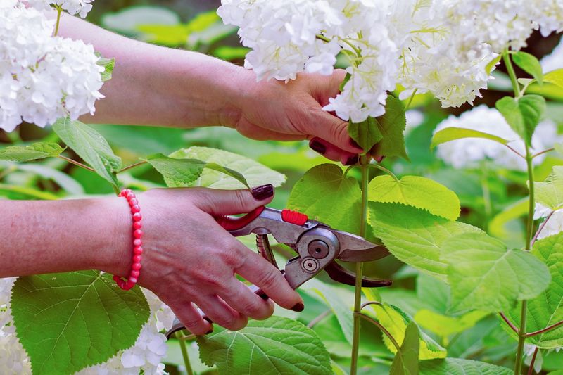 Late Pruning Can Erase Next Year