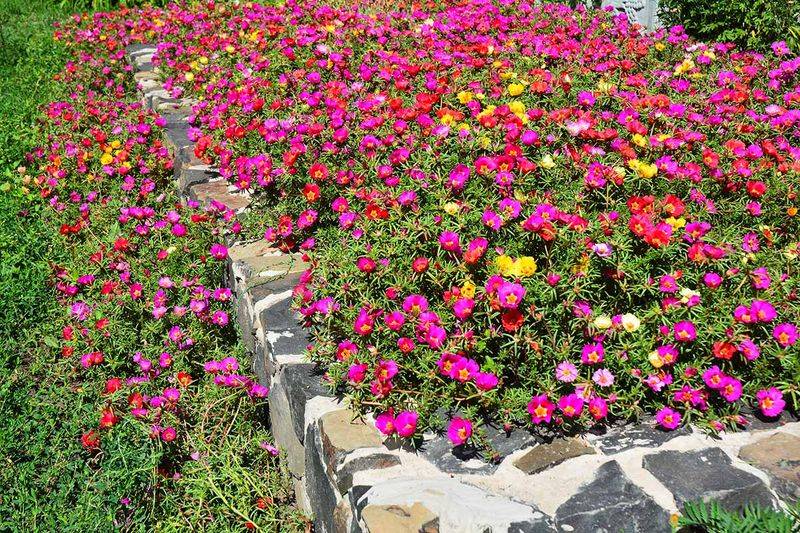 Space The Plants For A Mat Or A Cascade