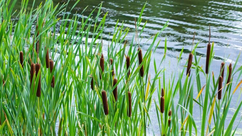 Cattails Provide Excellent Cover And Launchpads