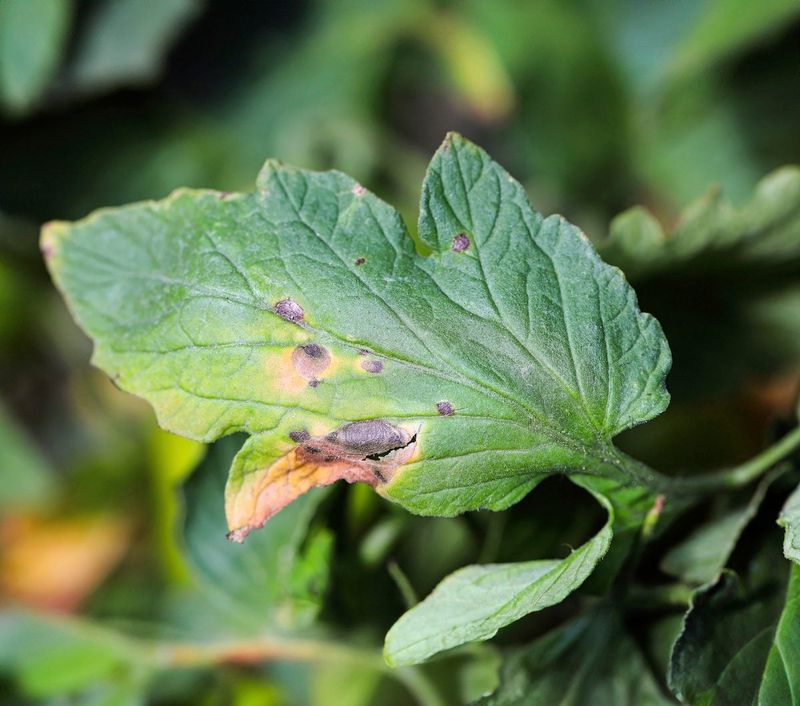 Disease Risk Comes From Wet Leaves, Not a Magic Hour