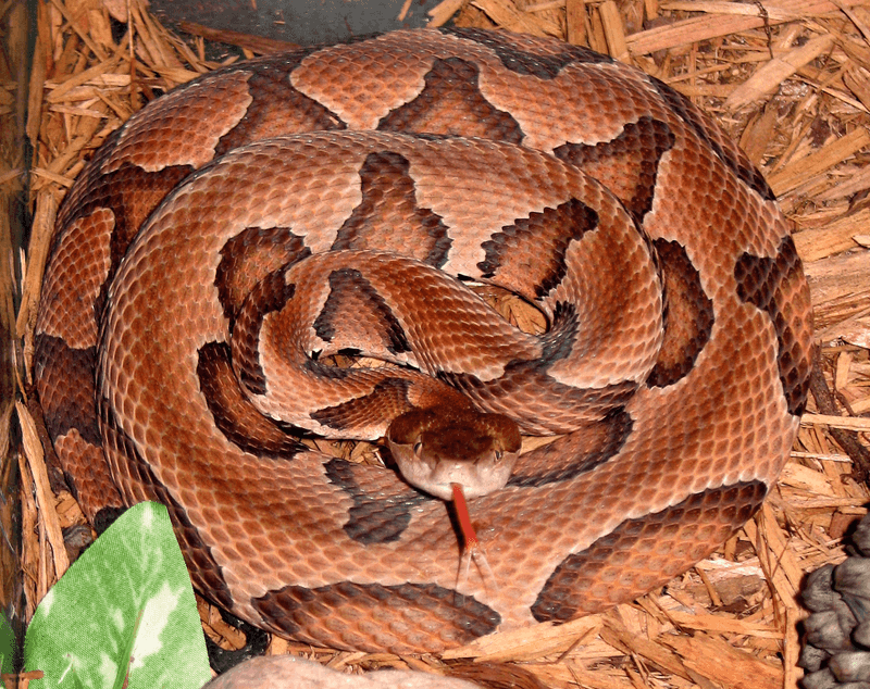 Pennsylvania Snake Risk Depends On Place And Species