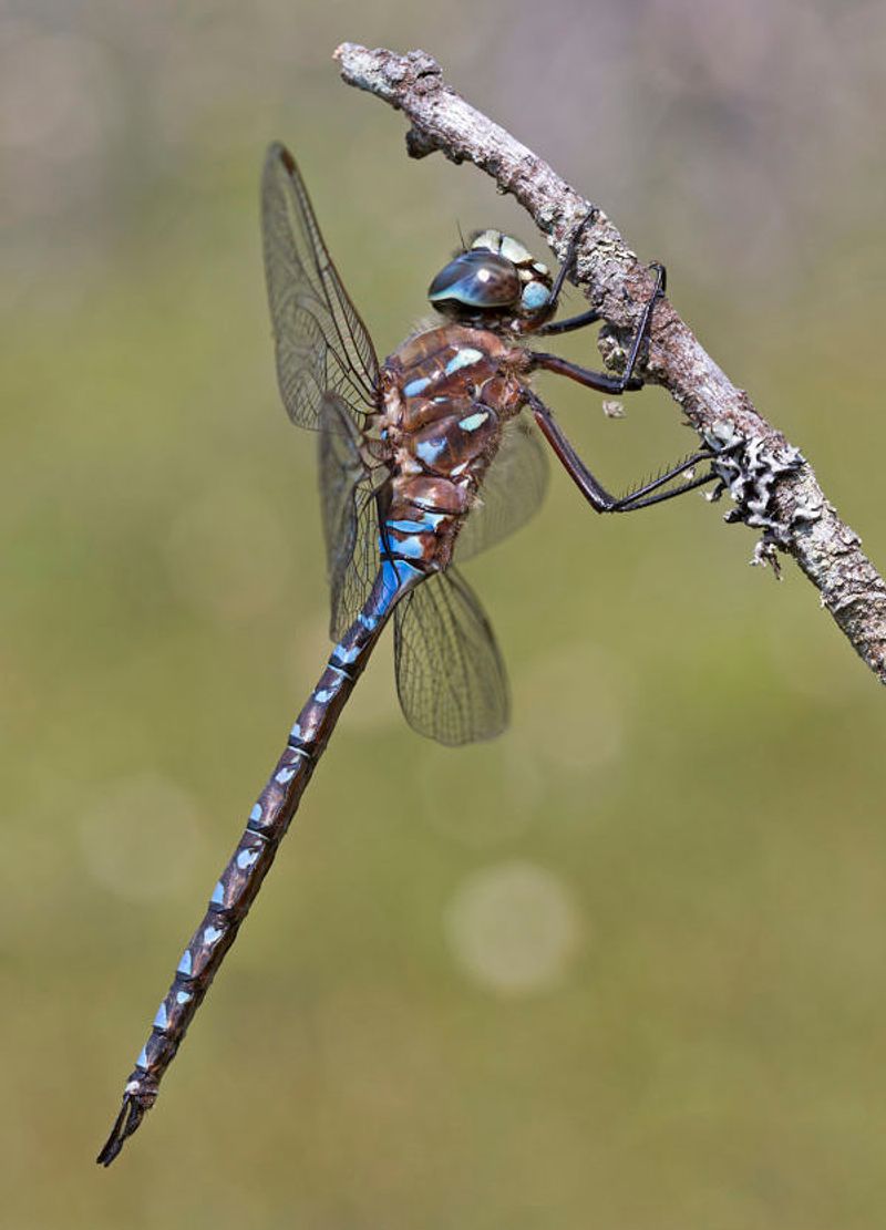 Weather And Prey Can Bring A Temporary Wave