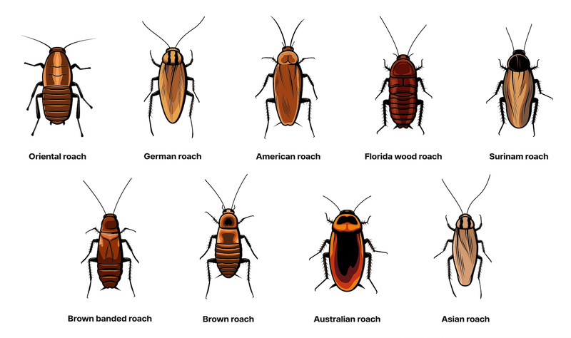 Pair The Planting With Integrated Pest Management