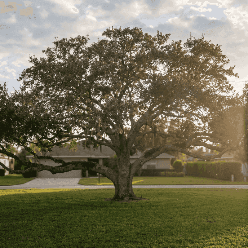 Live Oak Stands The Test Of Time
