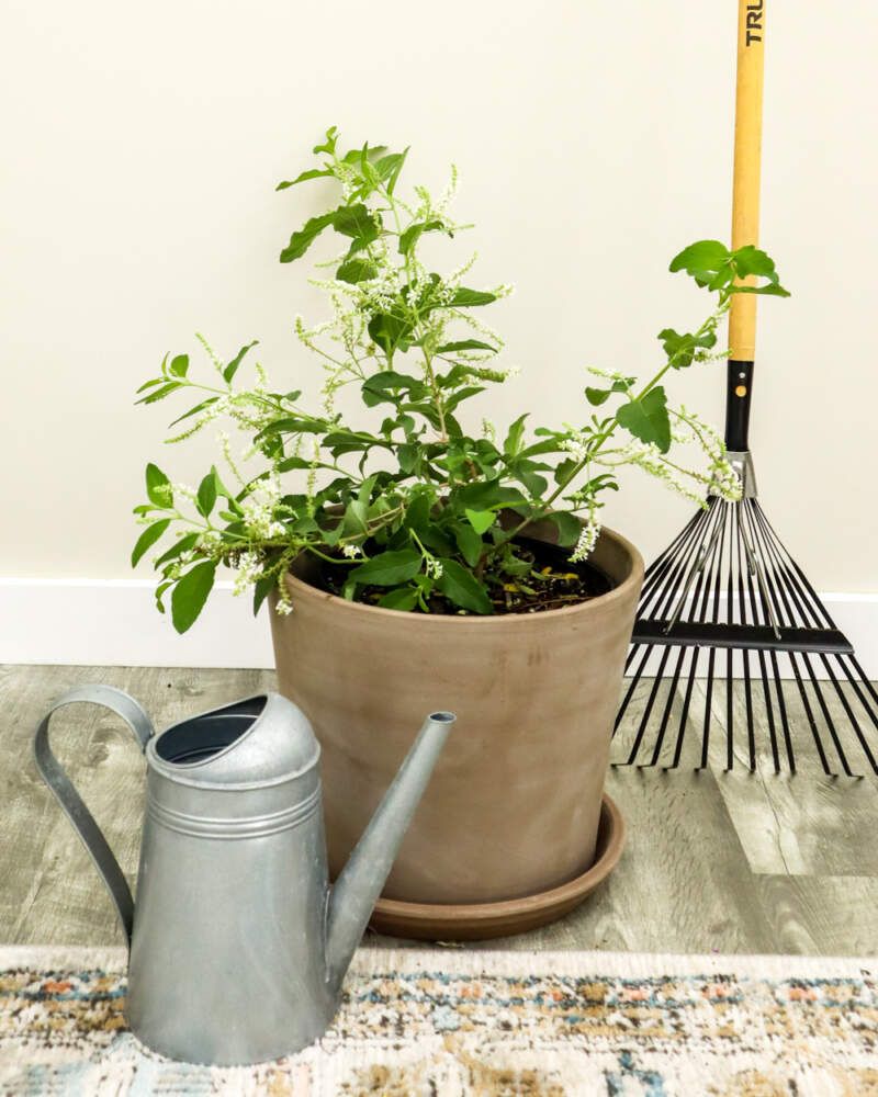 Use Pruning To Manage New Flowering Growth