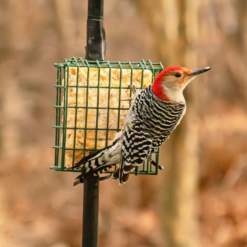 Feeders Help, but They Add Risk