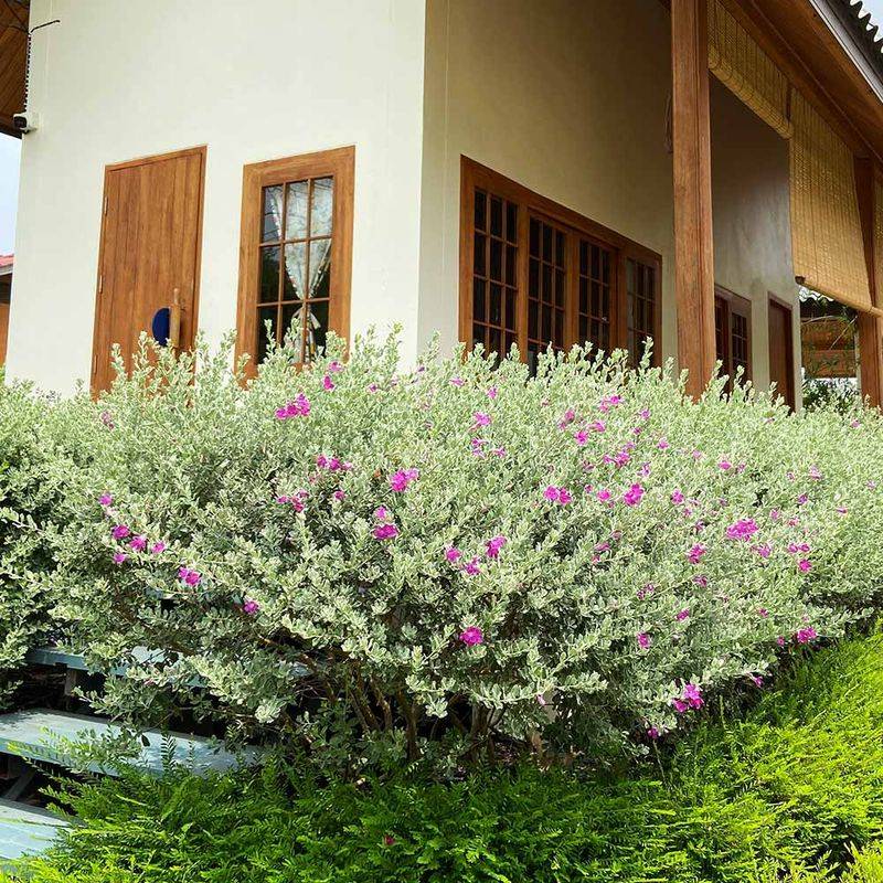 Let an Informal Screen Flower Naturally