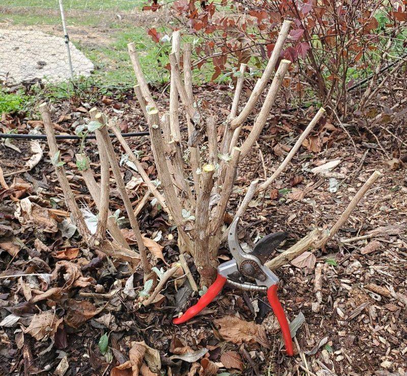 Pruning Restores a Dense Shape