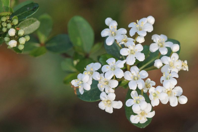 Walter's Viburnum: A Spring Bloomer With A Fall Payoff