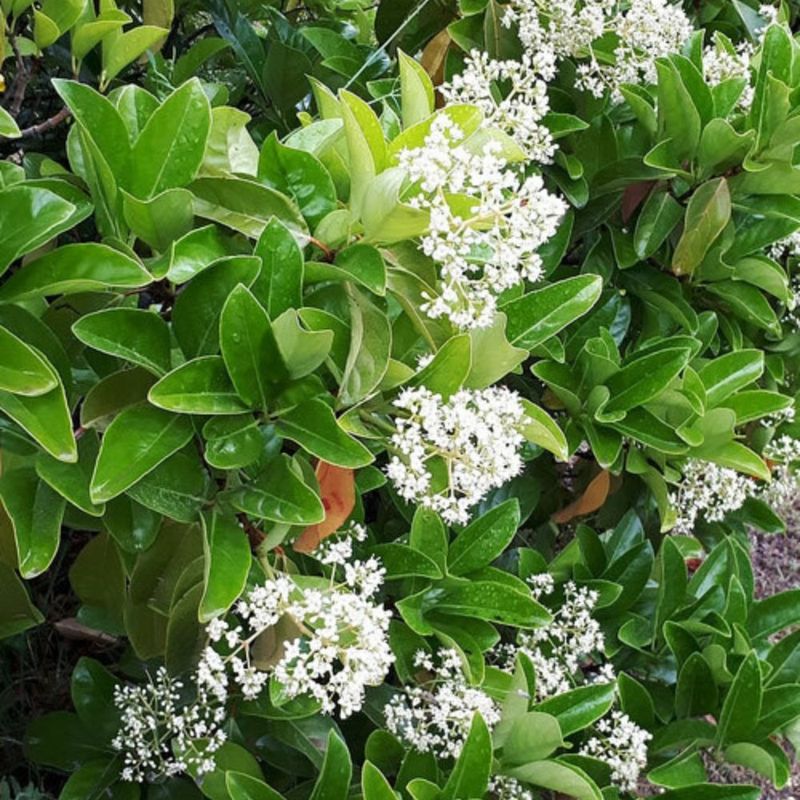 Sweet Viburnum Offers Fragrant Fast Coverage