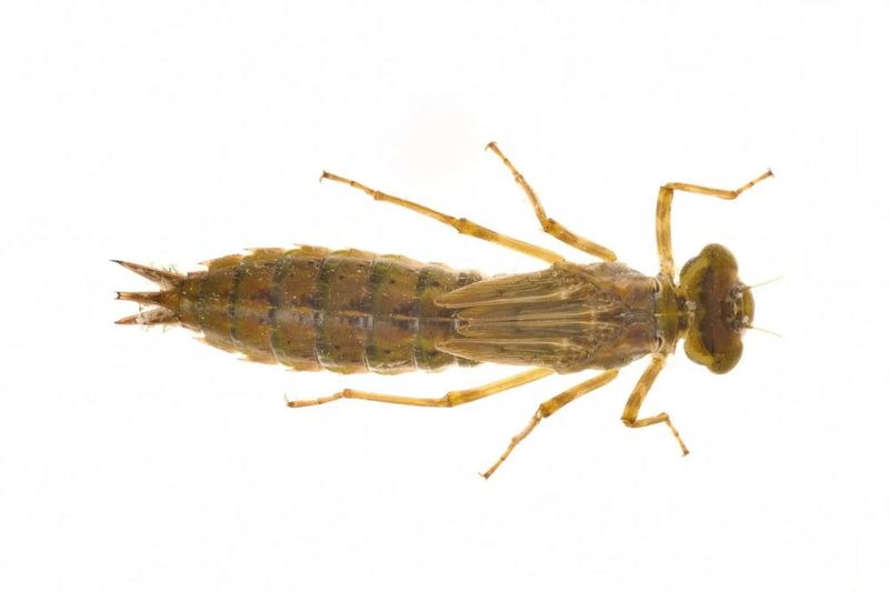 Adult Dragonflies Do Not Prove The Water Is Clean