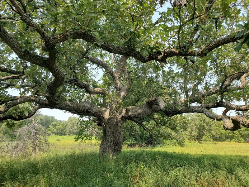 Trees Spend Resources On A Big Crop