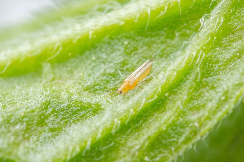 Scouting For Pests Before They Settle In