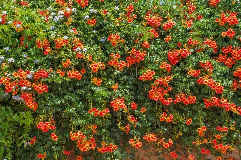 Use a Simple Fence-Vine Decision Rule