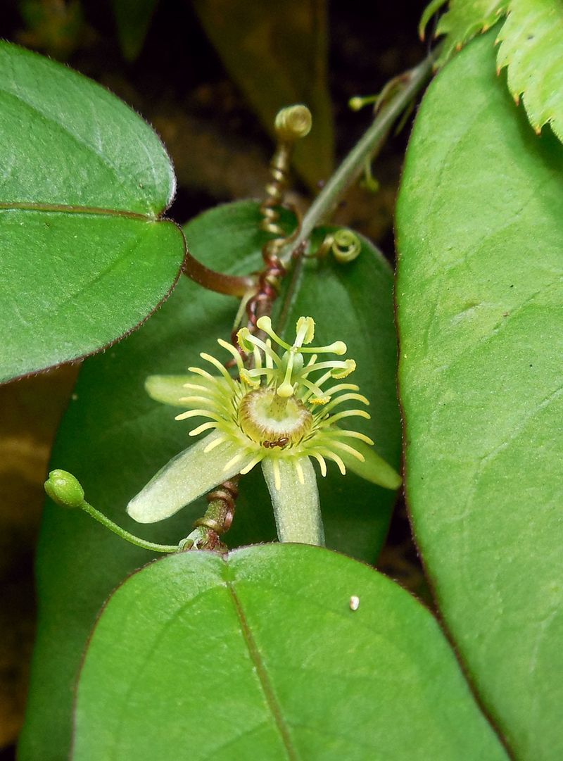 Embrace The Corkystem's Quiet Charm
