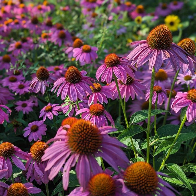Enjoy The Reliable Radiance Of Purple Coneflower
