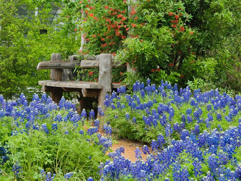 Native Choices Reward The Whole Garden