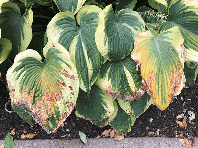 Brown Leaves Tell More Than One Story