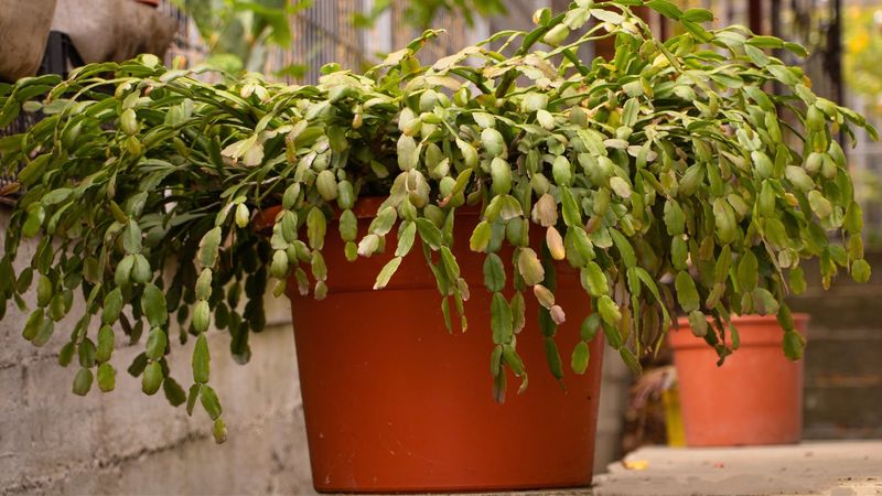 Excess Sun Can Bleach The Stems