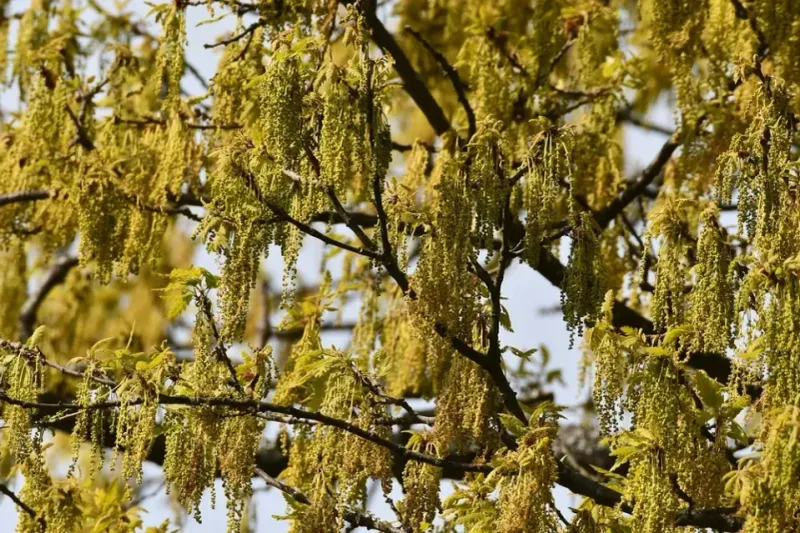 Weather And Pollen Create The Signal