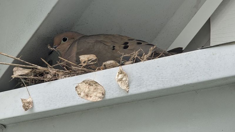 The Nest Identifies The Cover They Accepted