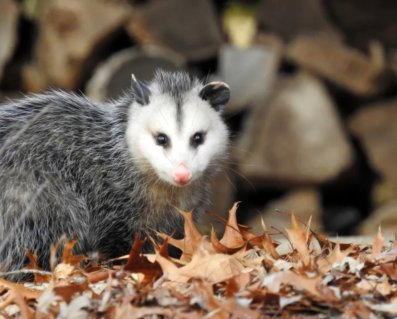 Meet The Texas Yard Opossum
