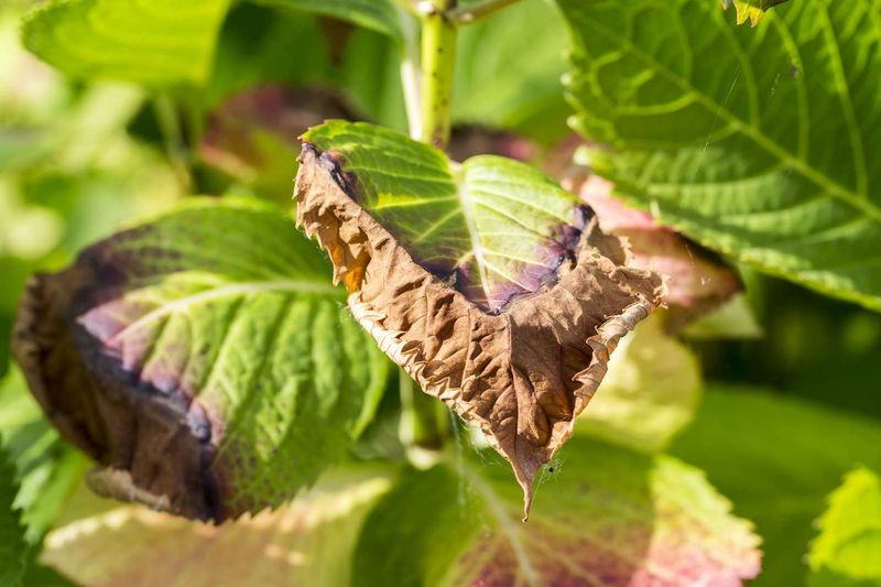 Leaf Scorch Is One Likely Explanation