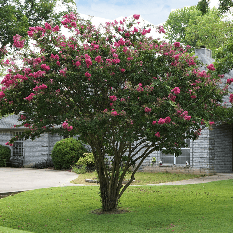 Crape Myrtle Is Not a Foundation Wrecker