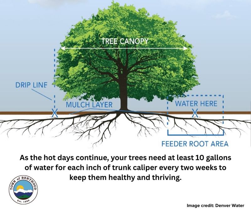 Deep Watering Starts Beyond the Trunk