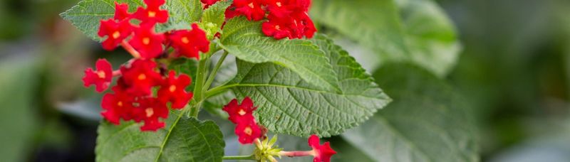 The Cultivar Name Protects Florida