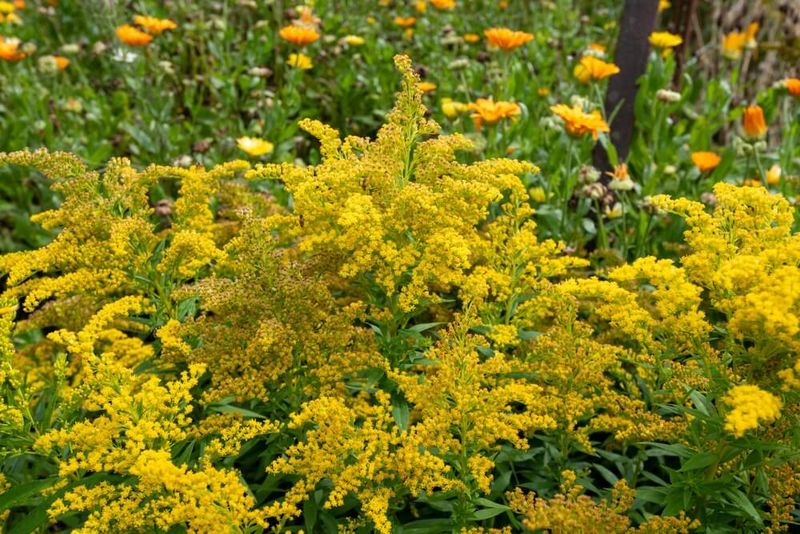 Native Seed Plants Give The Visit A Reason