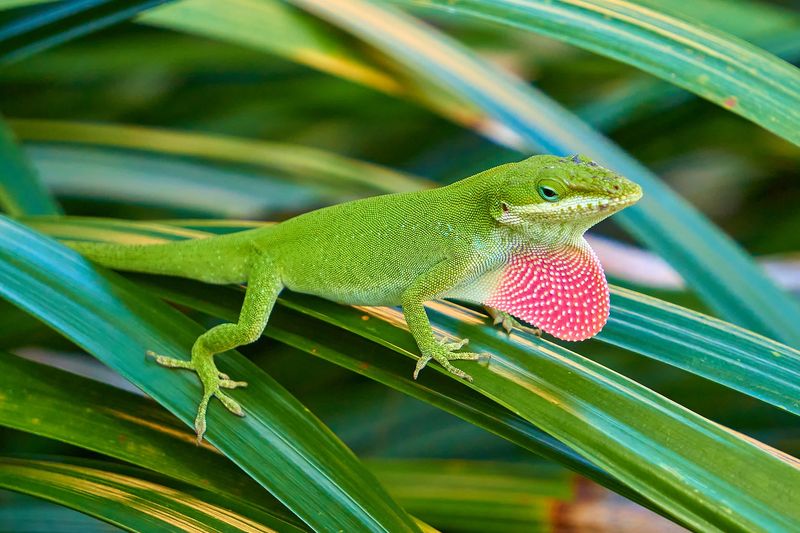 Florida Anoles Add Predation, Not A Pest-Control Guarantee