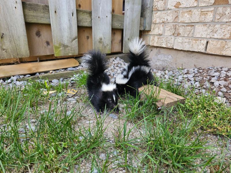A Skunk May Eat Grubs, But It Is No Bodyguard