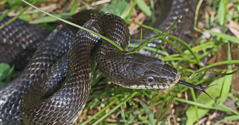 Give Any Outdoor Snake Room to Leave