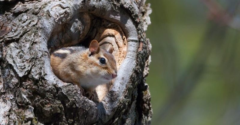 The Chipmunk May Still Be Nearby