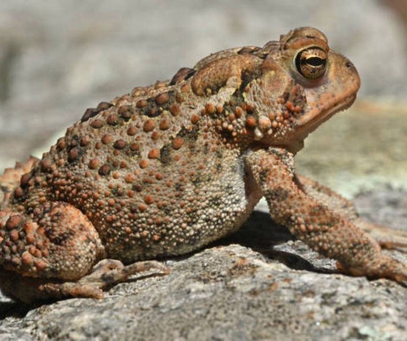 The Likely Resident Is the American Toad