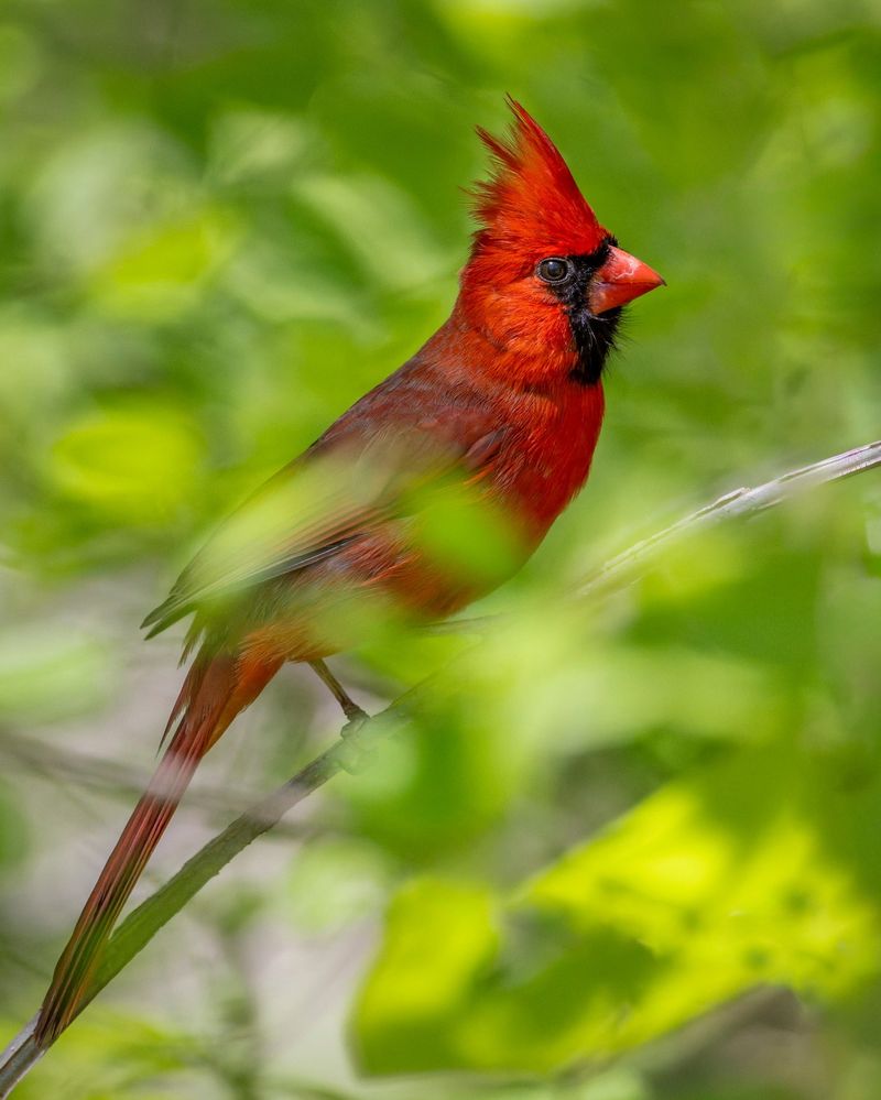 Why A Cardinal May Keep Returning