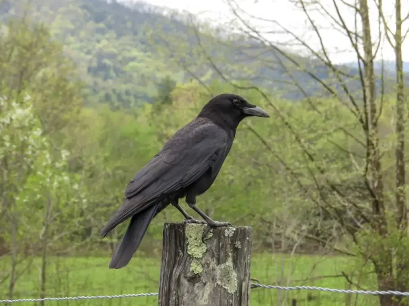 The Crow Has Found a Reliable Stop