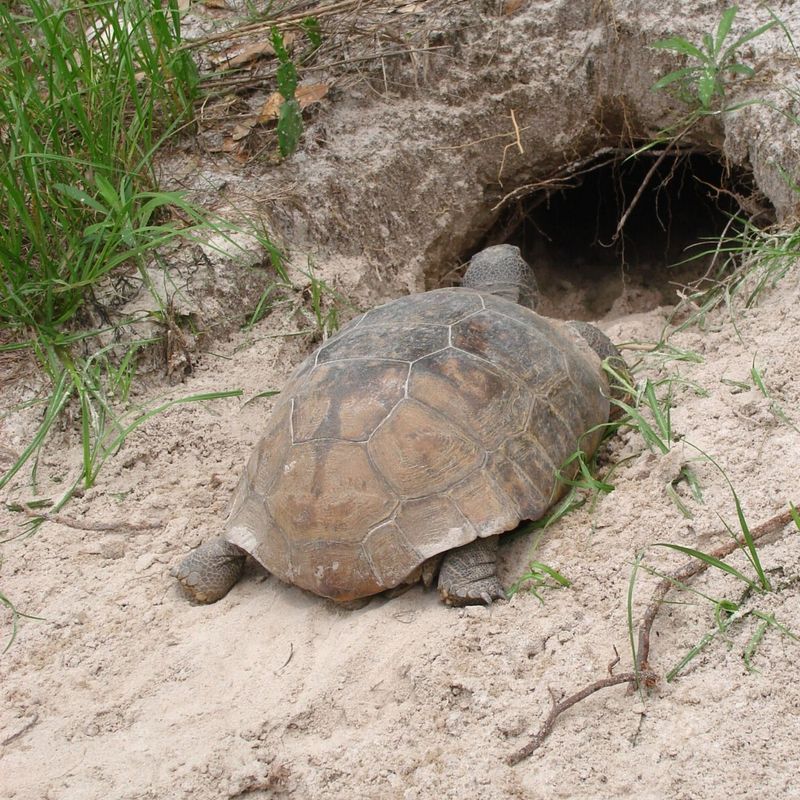 A Tortoise Offers A Limited Report Card