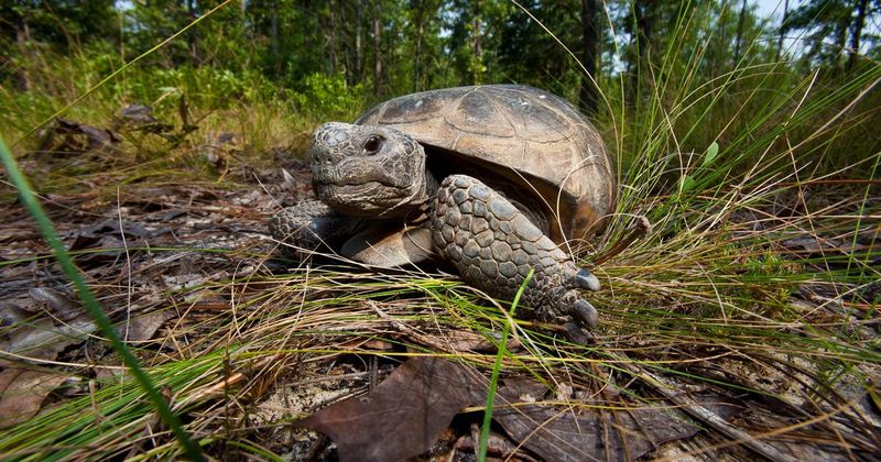 A True Gopher Tortoise Would Be Unusual Here