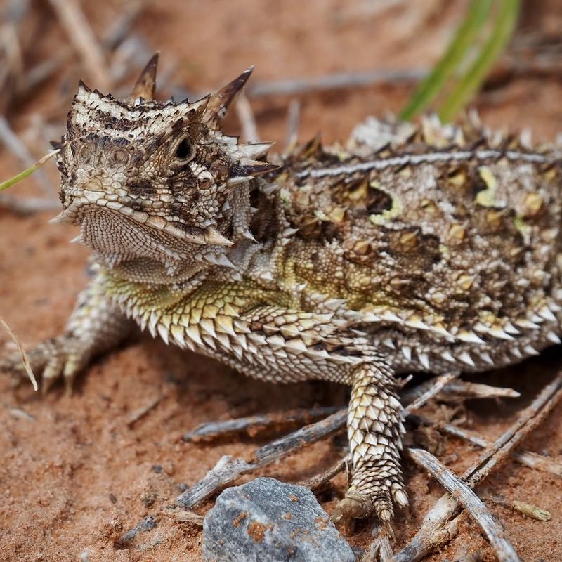 First Confirm Which Horned Lizard You Saw